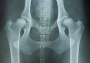 x-ray-of-a-hip-dysplasia-of-a-dog