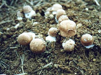 funghi-agaricus-blazei-murrill-2