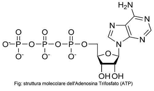 struttura-molecolare-adenosina-trifosfato