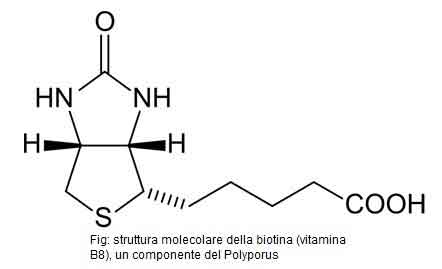 struttura-molecolare-biotina