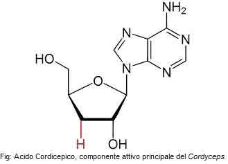 acido-cordicepico